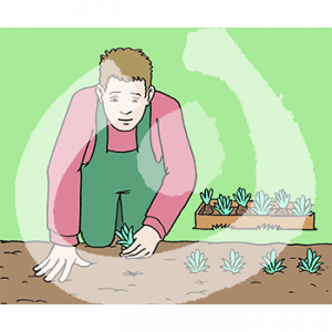 Eine Person in Latzhose kniet vor einem Beet. Sie tut einen Steckling in die Erde. Neben ihr steht ein Kasten mit weiteren Stecklingen. Im Beet sind weitere.