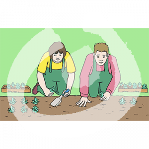 Zwei Personen in Latzhose knien vor einem Beet und tun Stecklinge in die Erde. Neben ihnen stehen Kästen mit weiteren Stecklingen, im Beet sind weitere. Eine Person benutzt eine Schaufel, die andere ihre Hände.