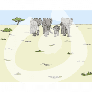 Vier Elefanten laufen durch die Savanne.