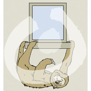 Ein Faultier hängt an drei Pfoten an einem Fenstersims.