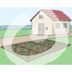 Ein Haus am Meer. Davor ist ein Beet mit Gemüse.