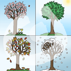 Vier Bilder mit Bäumen. Der erste Baum hat rosa Blüten, der zweite grüne Blätter, der dritte wenige bunte Blätter, der vierte ist kahl und mit Schnee bedeckt.