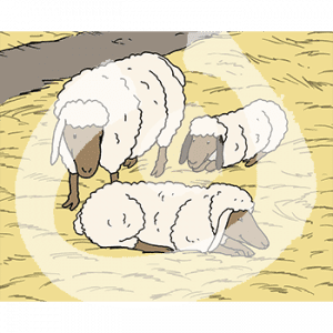 Drei Schafe auf Stroh.