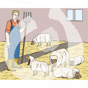 Eine Person mit Latzhose, Gummistiefeln und Forke steht in einem Stall vor fünf Schafen im Stroh.