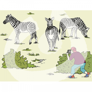 Eine Person steht hinter einem Busch in der Savanne. Sie macht Fotos von drei Zebras.