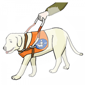 Eine Hand hält einen Hund an einem Blindenhundegeschirr fest.