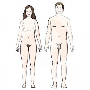 Ein Mann und eine Frau stehen in Vorderansicht. Beide sind nackt.