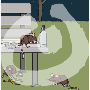 Zwei Ratten auf dem Boden unter einer Bank vor einer Bananenschale. Auf der Bank ist noch eine Ratte und Müll.